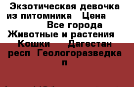 Экзотическая девочка из питомника › Цена ­ 25 000 - Все города Животные и растения » Кошки   . Дагестан респ.,Геологоразведка п.